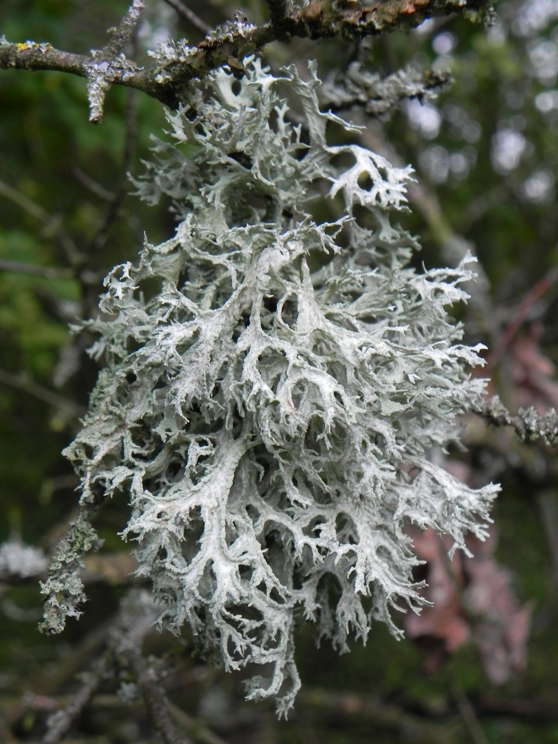 Lichen, illustration botanique des Conversations de Lichen